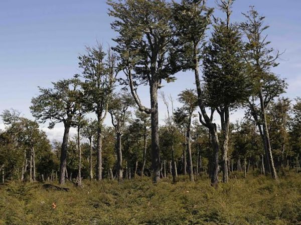 EL FUTURO DEL PLANETA DEPENDE DE LOS BOSQUES